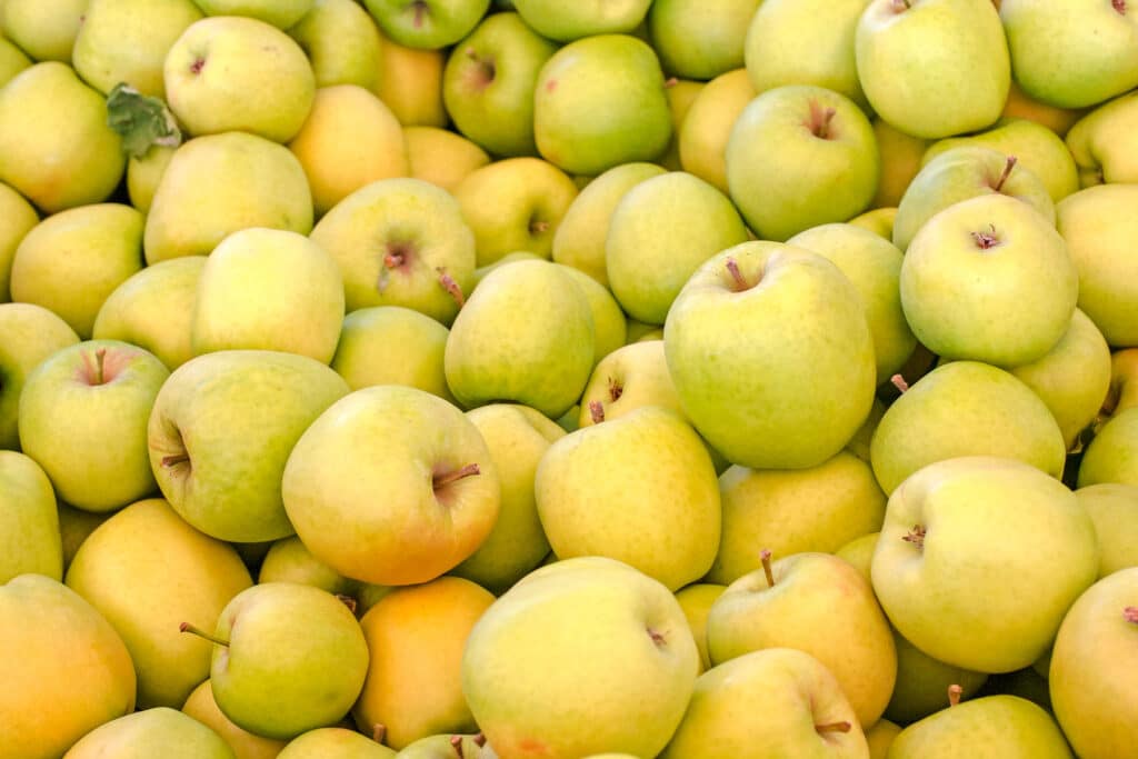Dozens of yellow-green apples.