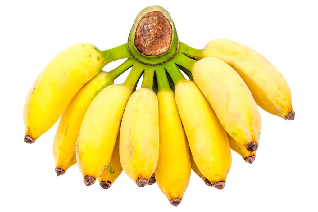 Large bunch of bright yellow short bananas.