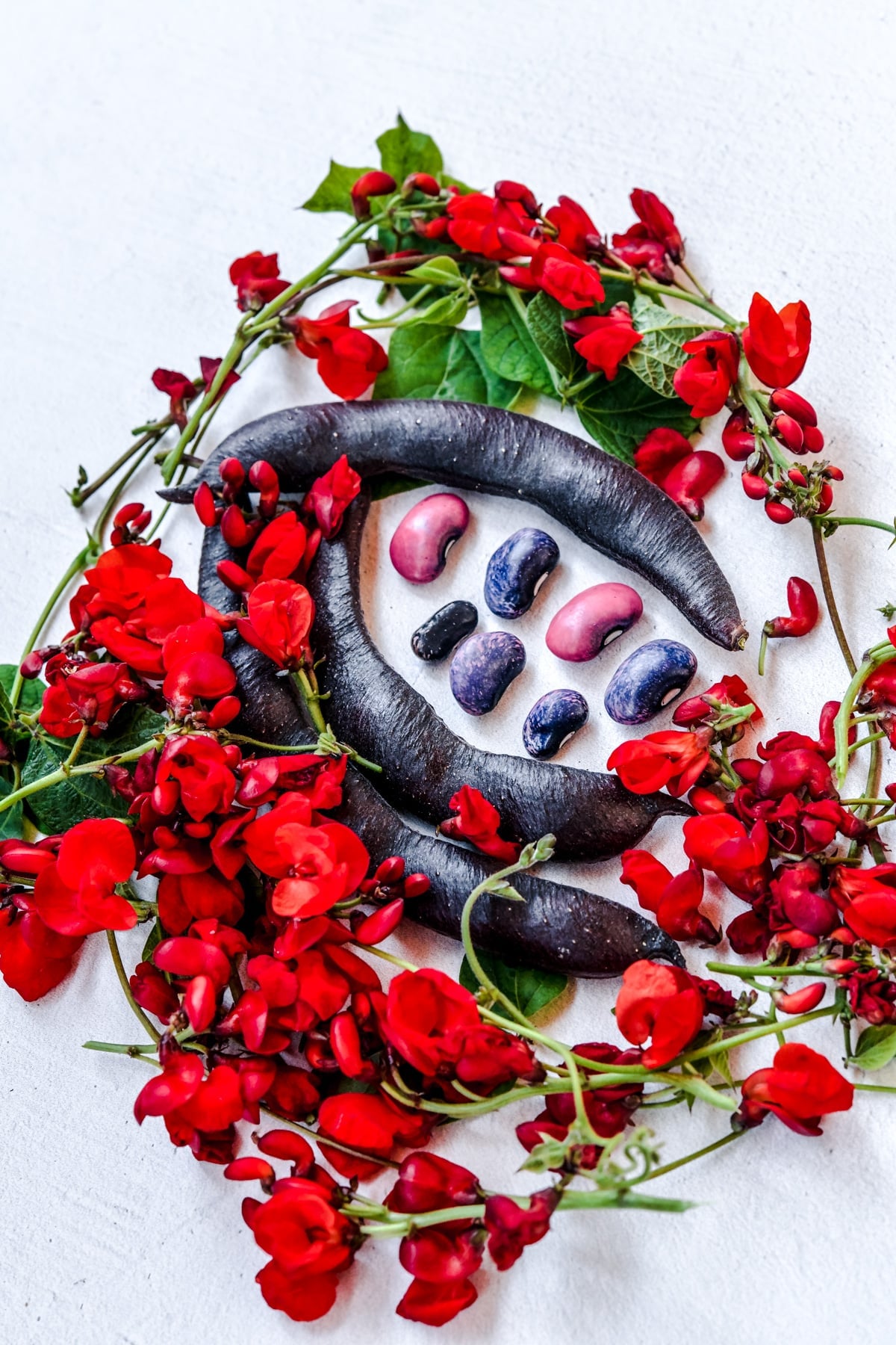 Black knight runner bean with dark purple to black pods and pink to black beans surrounded by its red flowers.