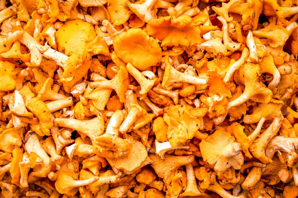 Background of yellow-orange chanterelles. Close-up.