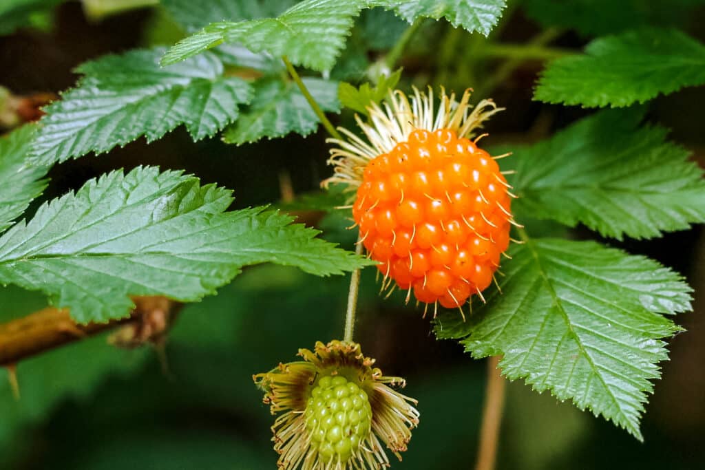 Vibrant salmonberry growing on the plant with deep green leaves.