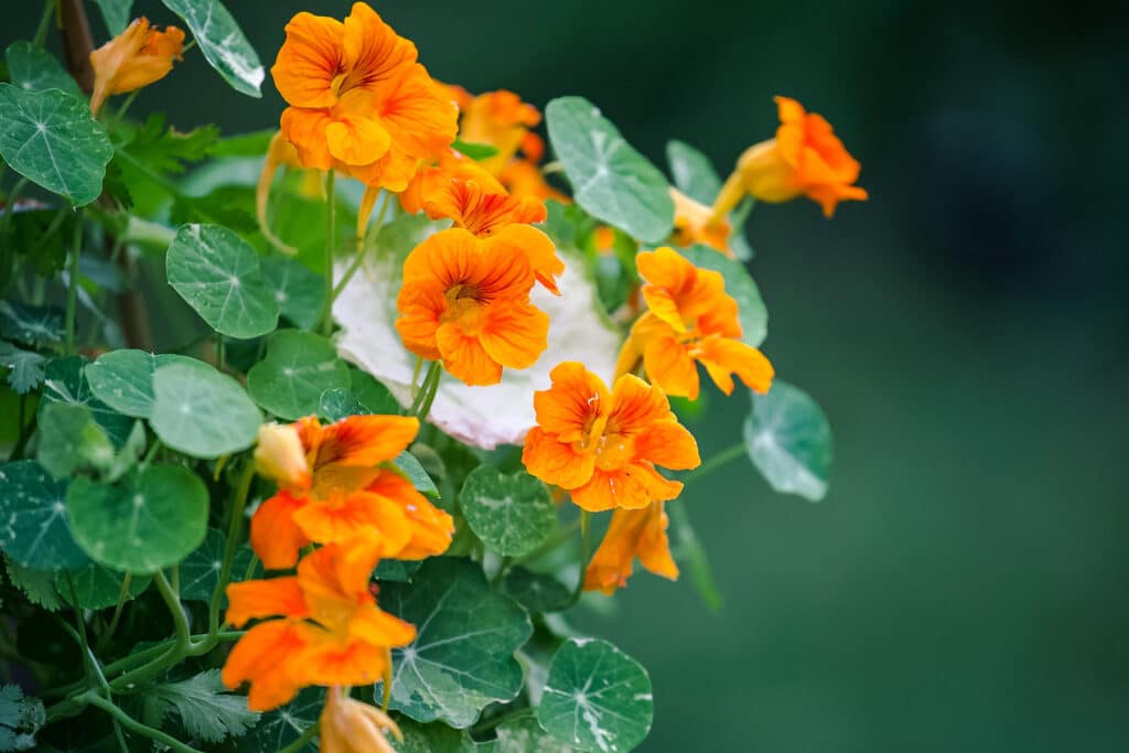 Dozens of orange nasturtiums growing in a bunch.