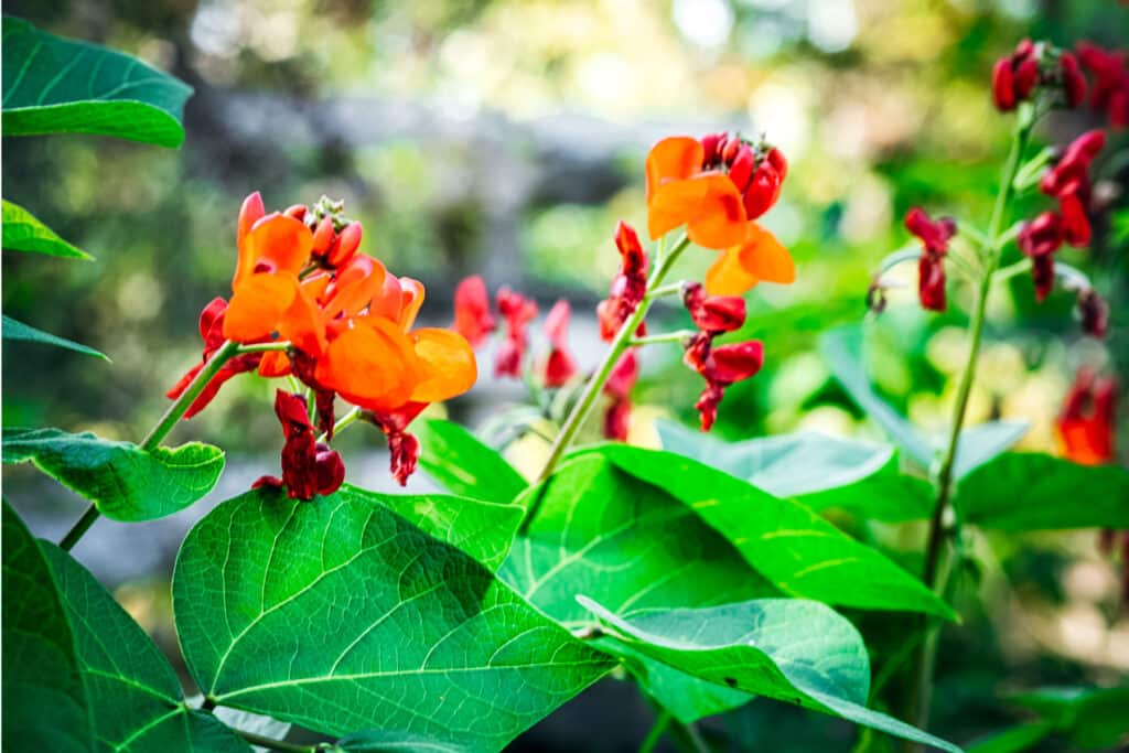 Dozens of scarlet runner bean flowers with their green leaves.