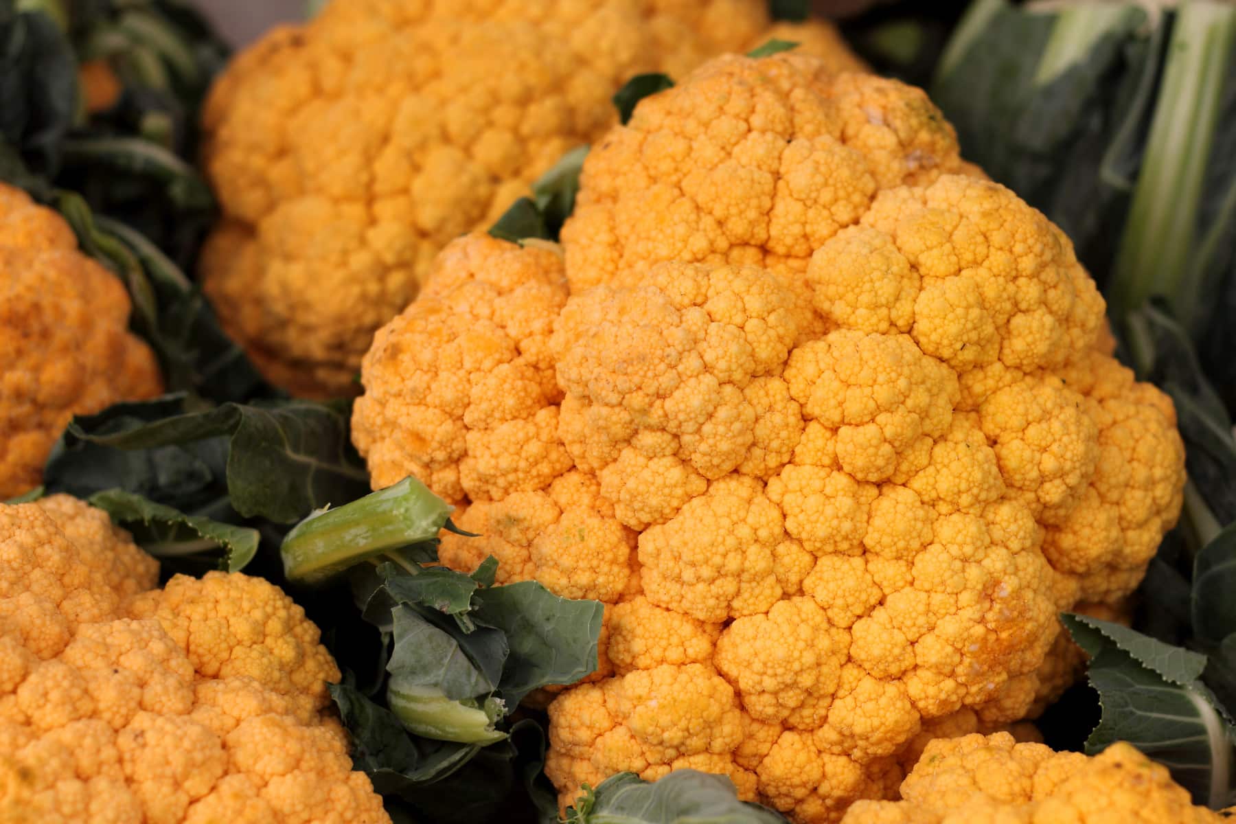 Several orange cauliflowers in a pile with green leaves.