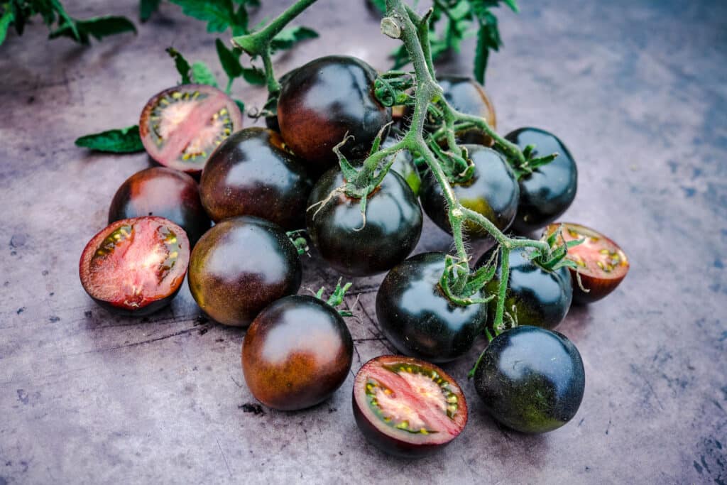 Indigo Blue Chocolate Tomatoes with green stems and red flesh.