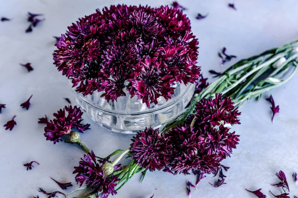 Dark fuscia color to black flowers with green stems in a clear glass vase.
