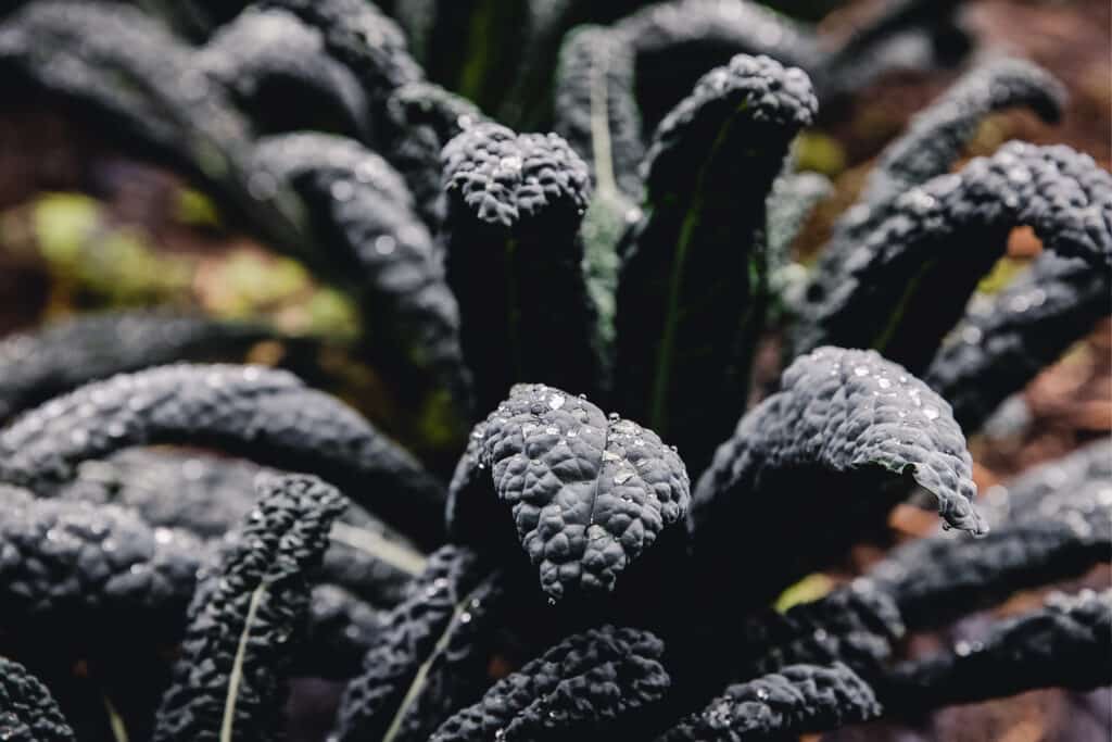 Black kale growing in a garden. 