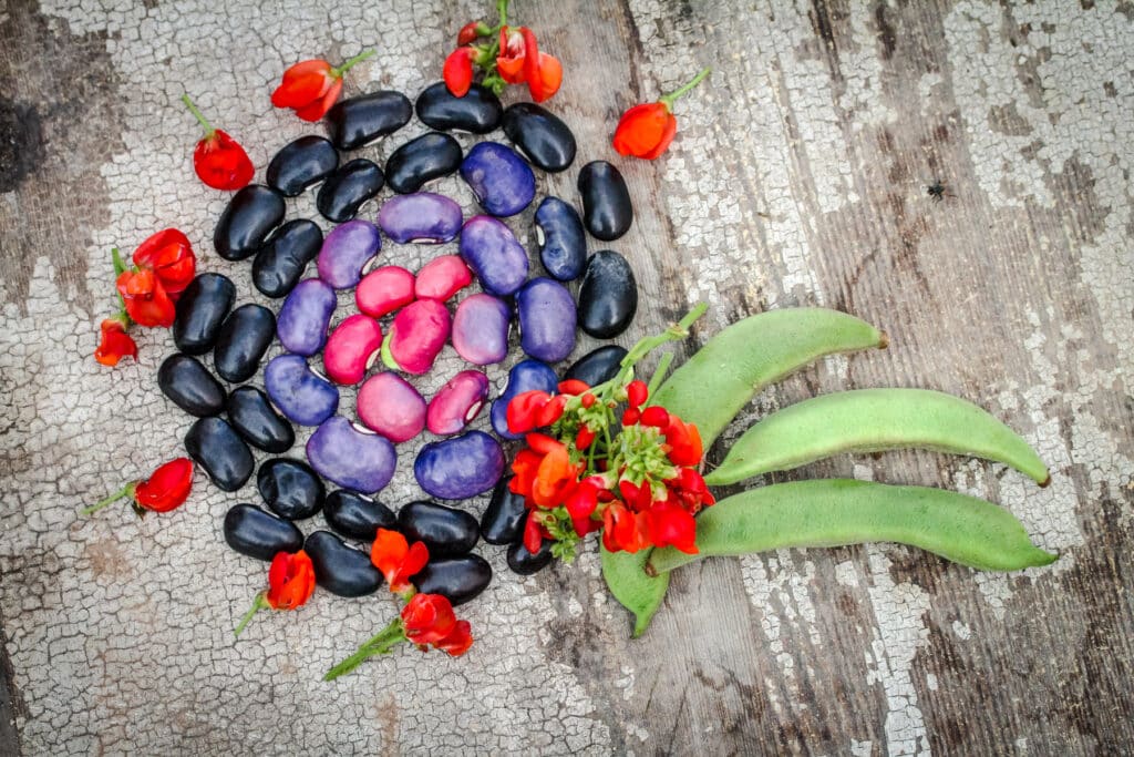 Black coat runner beans showing their rainbow of color from black beans to purple to bright pink.