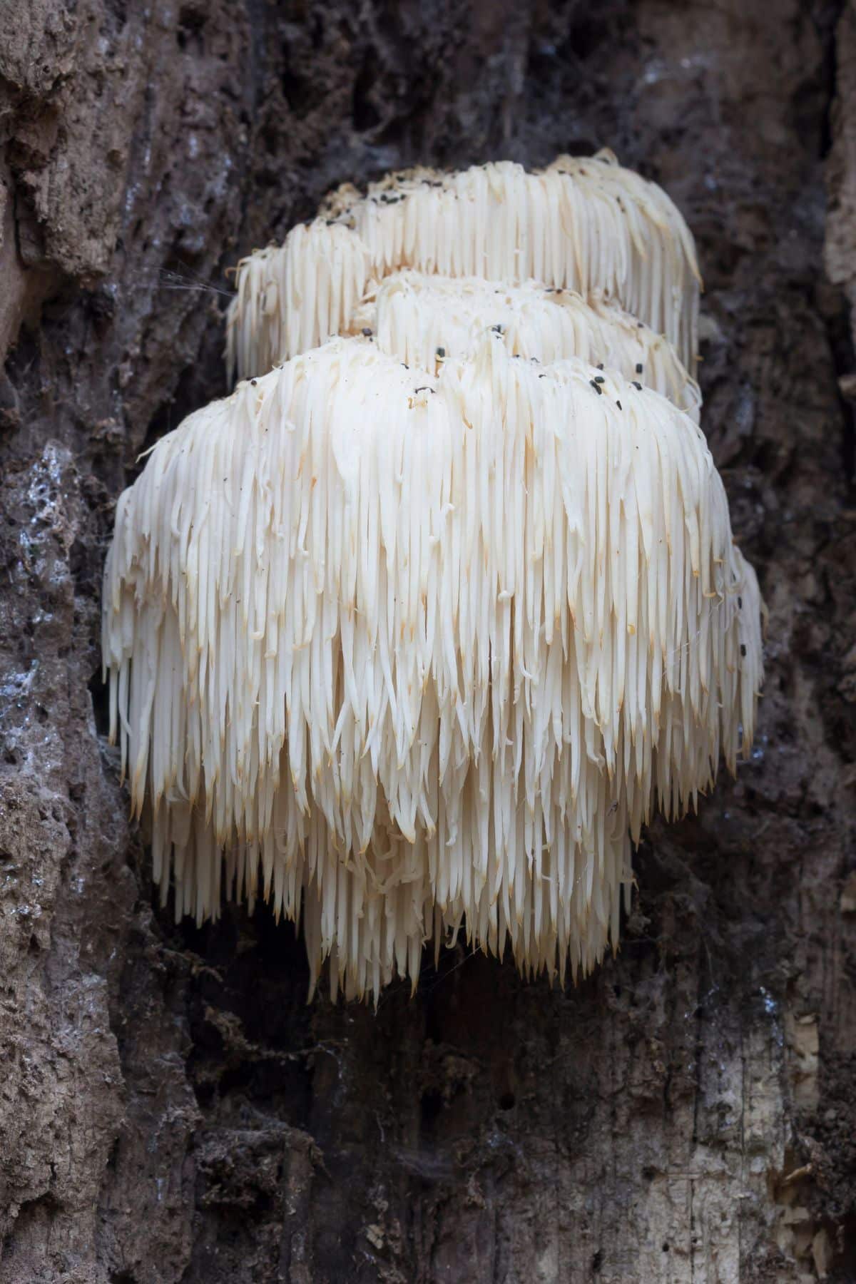 White Lion's Mane mushroom growing from the side of a tree.