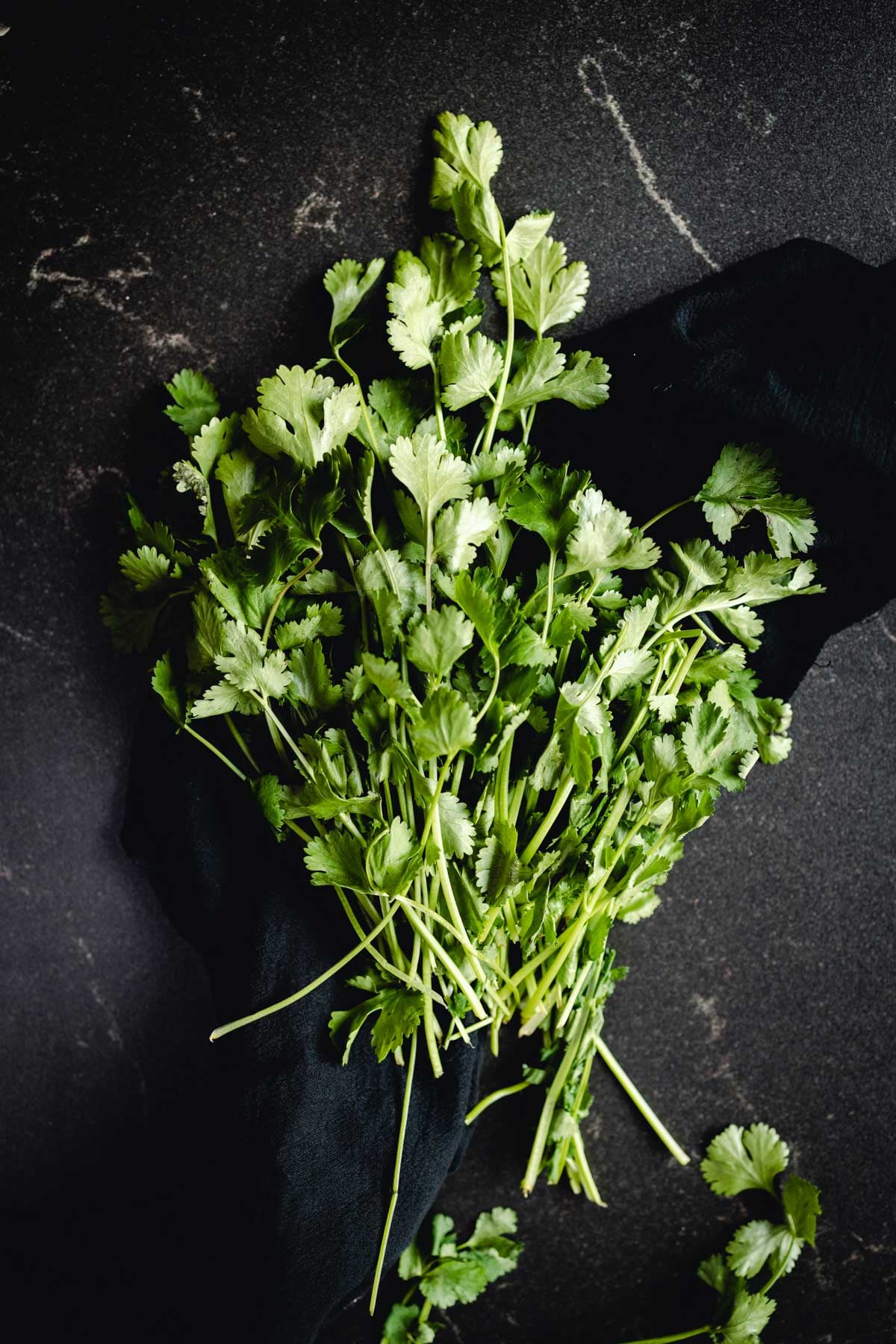 Fresh cilantro leaves on a black cloth.