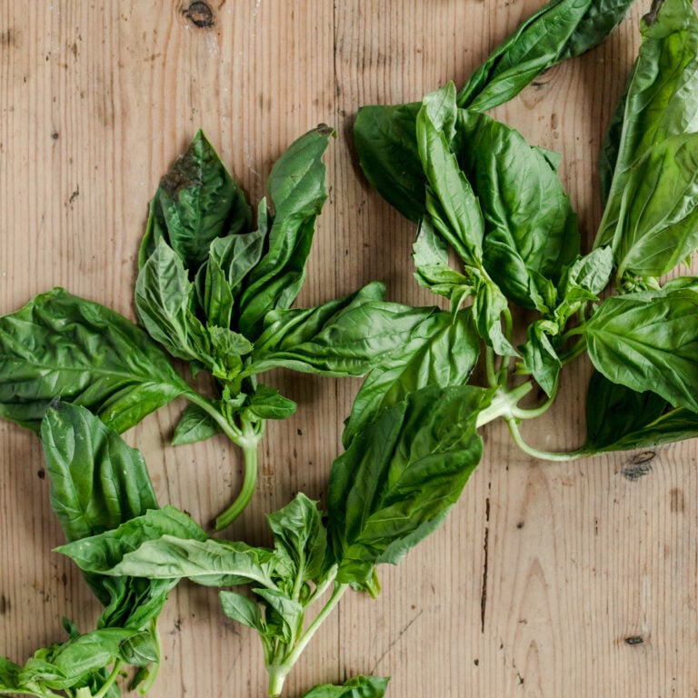 Fresh basil leaves on a wooden table.