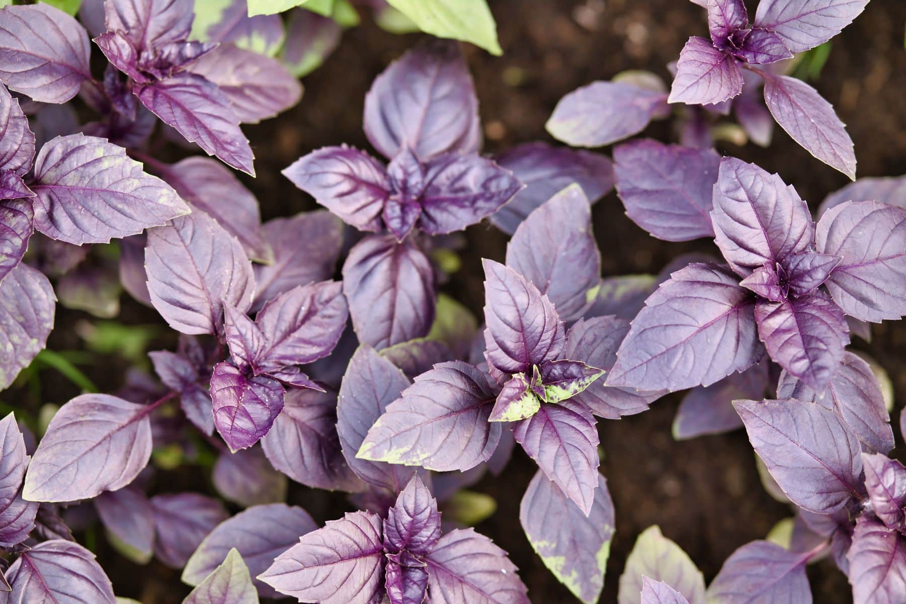 Close-up of purple basil plants with vibrant leaves growing in soil.