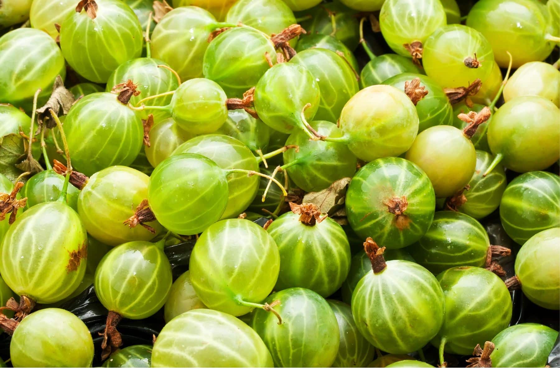 A pile of fresh green gooseberries with veined skins and small brown stems.