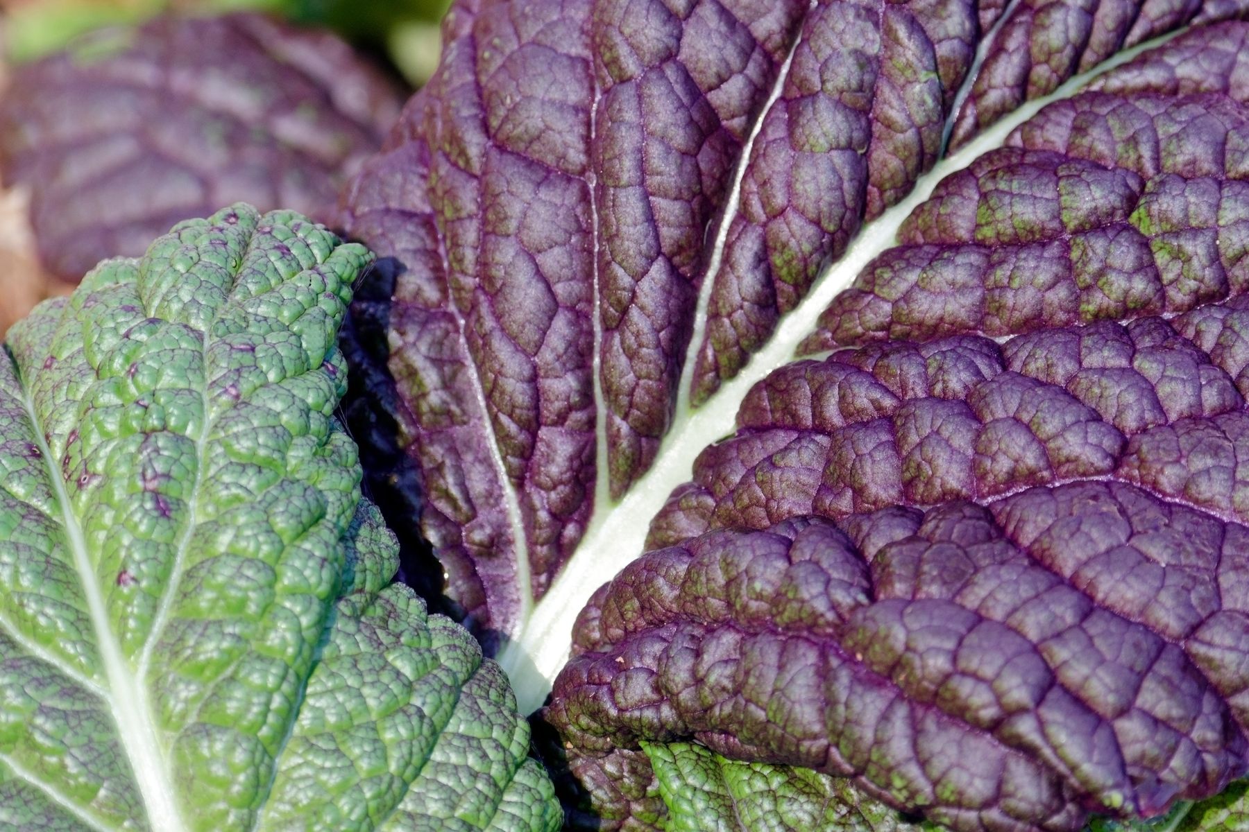 Close-up of leafy greens with a mix of purple and green textured leaves.