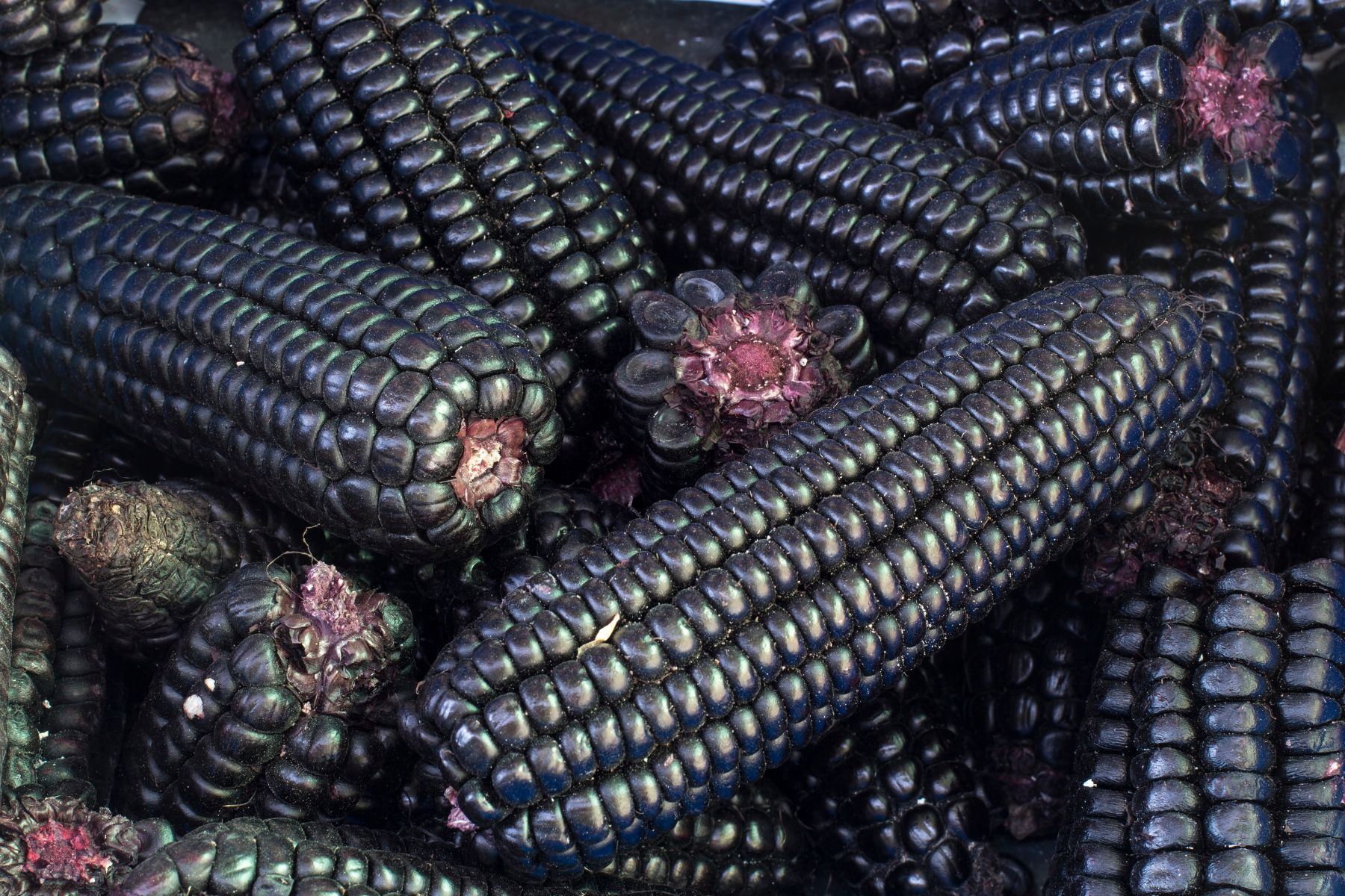 Close-up of several ears of deep purple corn with visible kernels, some with exposed ends.