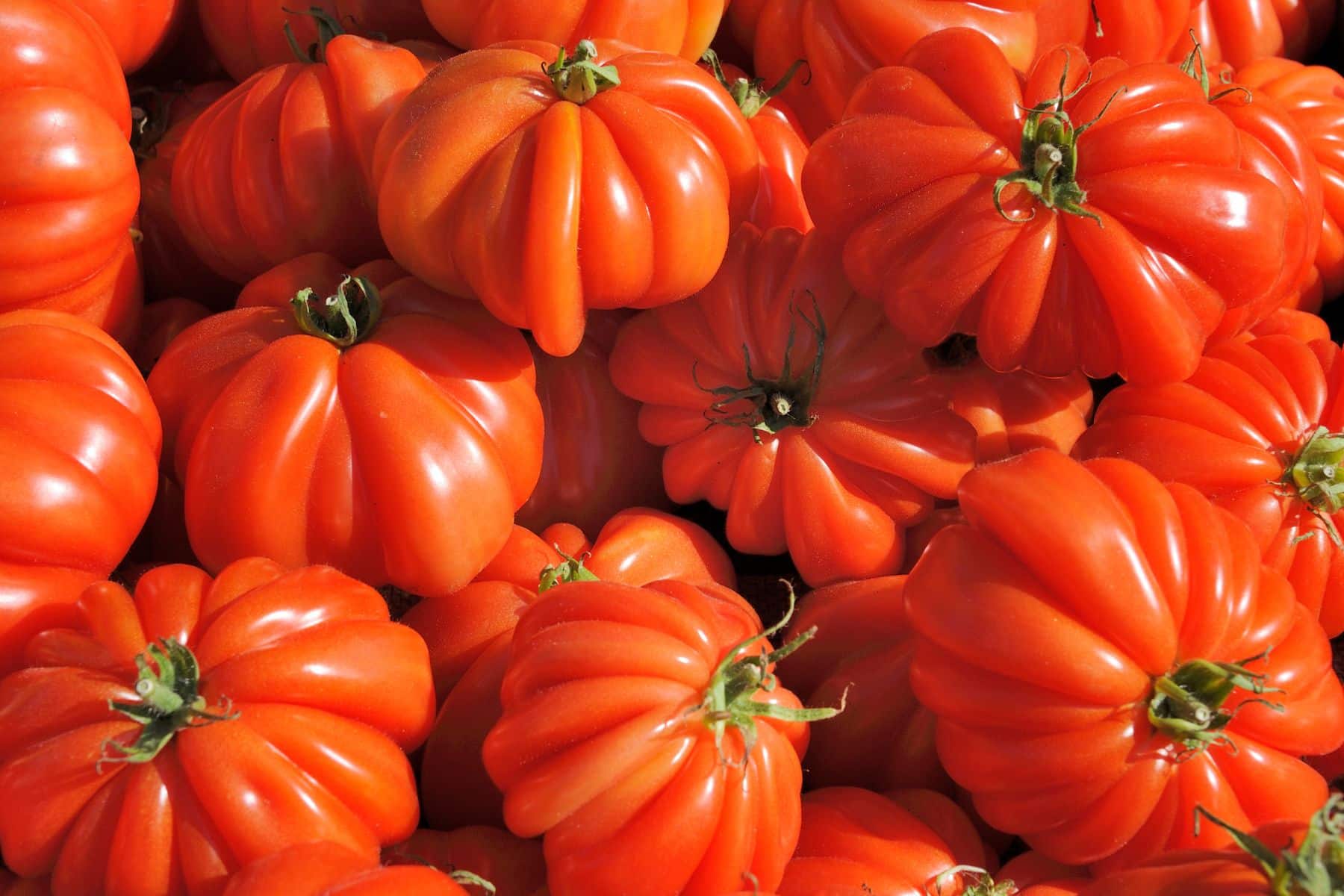 A pile of ripe, red heirloom tomatoes with ridged surfaces.