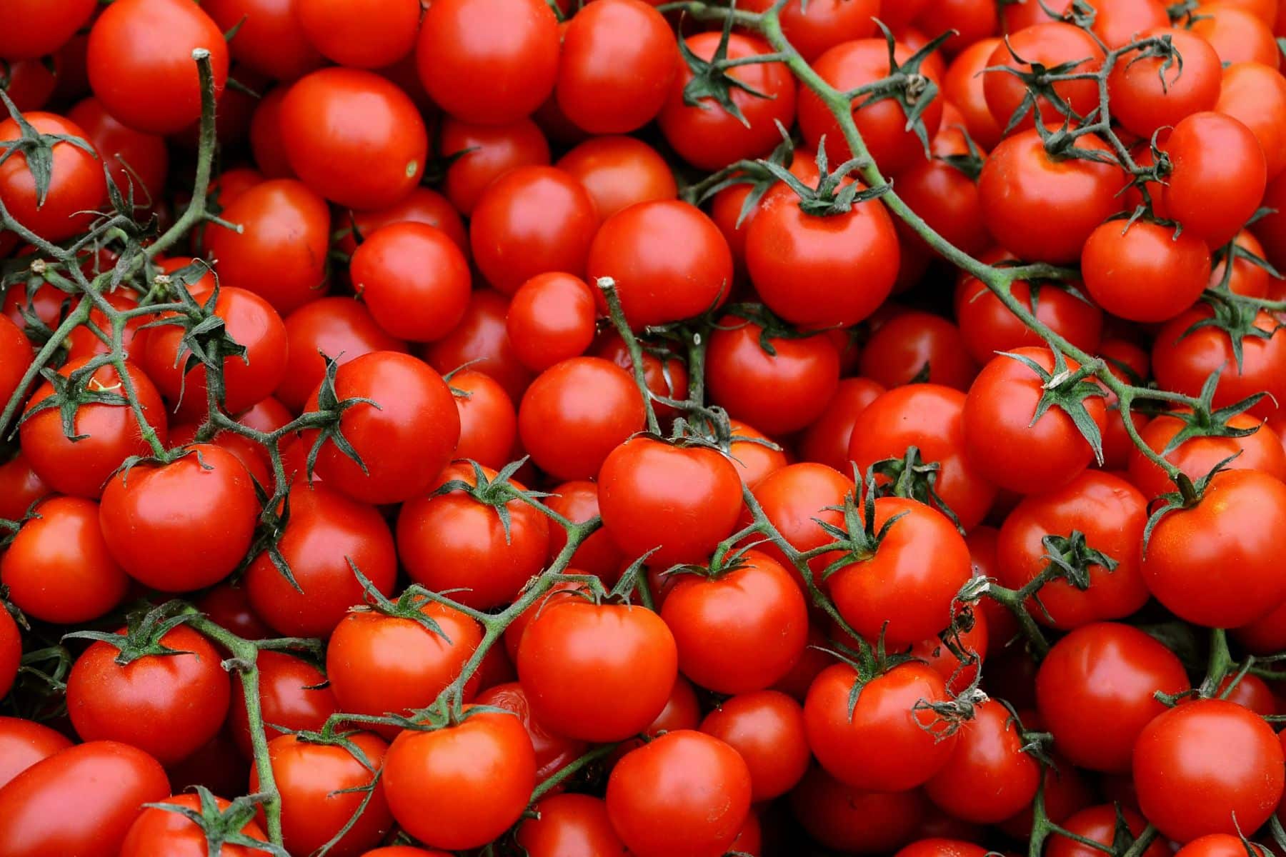 A large pile of fresh red tomatoes with green stems.
