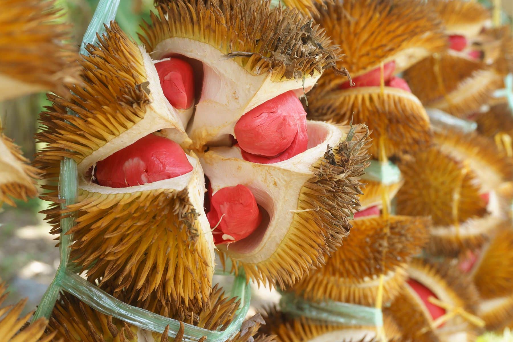 Close-up of opened durian fruits displaying their spiky outer shells and bright red seeds, tied with green bands.