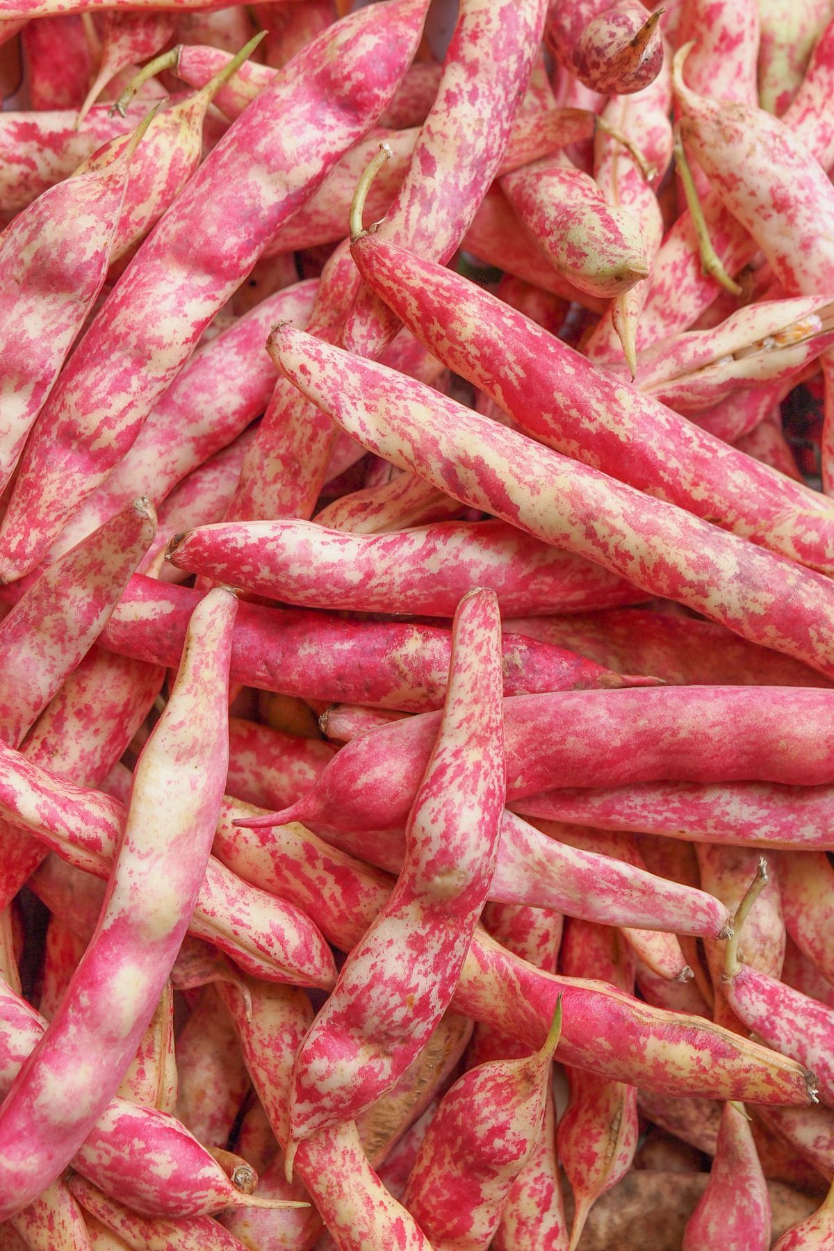 Colorful cranberry beans in a pile.