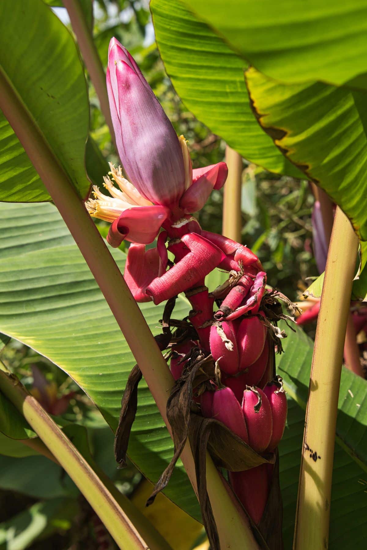 Pink bananas growing on a green banana tree.