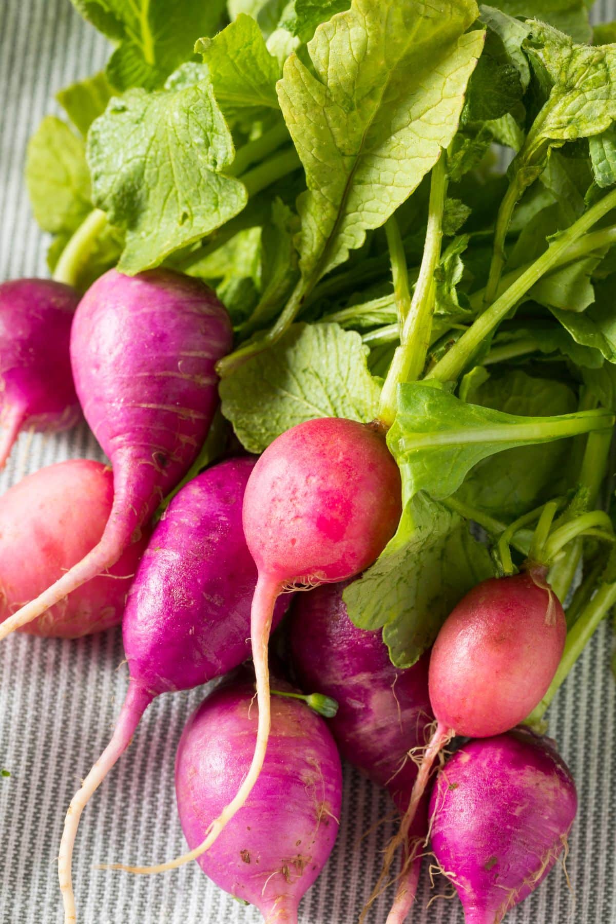 Bright pink radishes in a bundle.