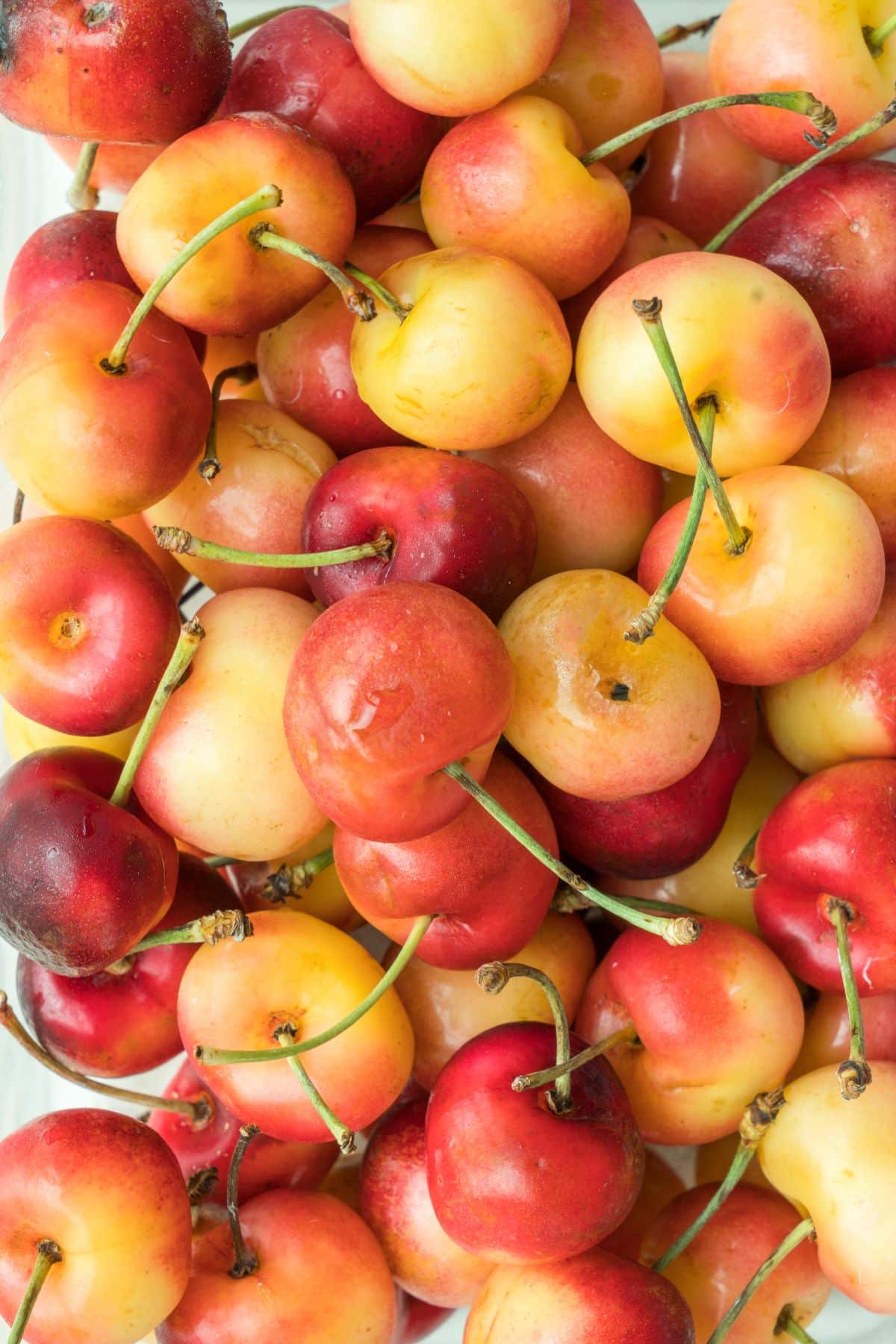 Pile of Rainier cherries that are creamy yellow, to pink, to warm reddish-pink.